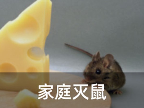 天津滅鼠公司告訴你家庭除鼠妙招