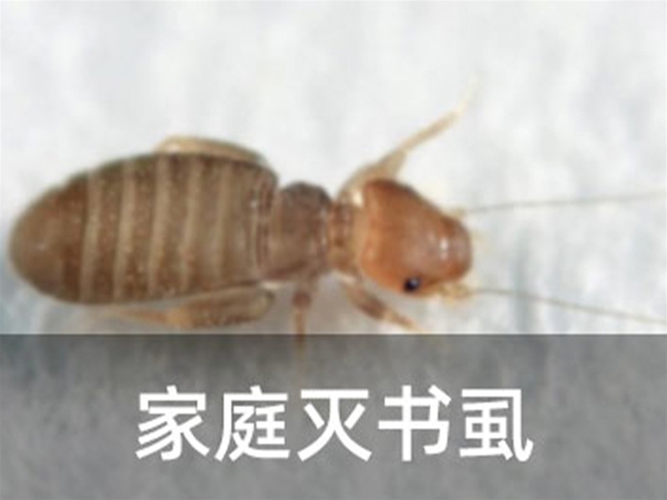 家庭滅書虱